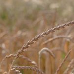 motorcycle-hasqvarnTriticum spelta שלום חתוכה שינטרקו כוסמין -a , תום פוסלושני